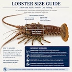 This is an infographic describing Florida Fish and Wildlife Conservation Commission's requirements to keep a lobster during the mini season, July 23, 2026, Miami, Florida. The Coast Guard and FWC are ramping up safety inspections and fishery boardings during the 2026 Lobster Mini Season, July 29- 30, along the Florida coast. (Courtesy Graphic)