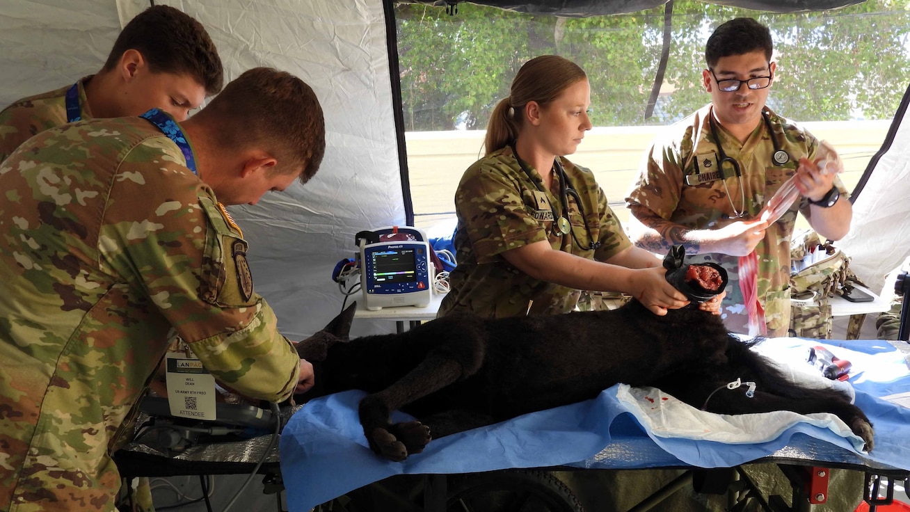 Army Veterinarians teaming up with medical surgical teams to help  provide combat casualty care for MWDs with traumatic injuries