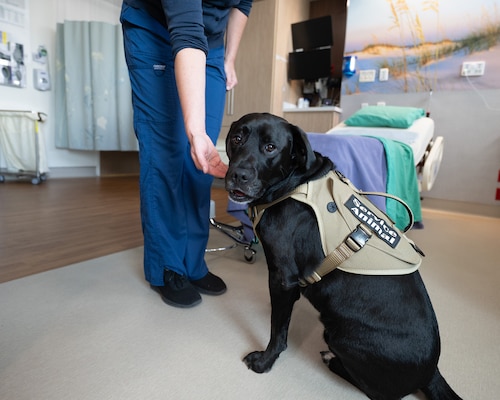 A trained service dog, receives a treat from an obstetrics and gynecology midwife.