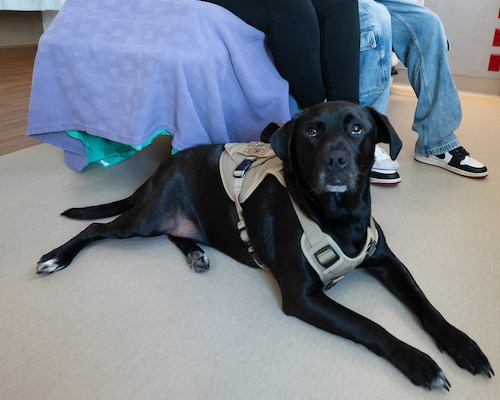 A service dog, rests beside a labor and delivery bed.