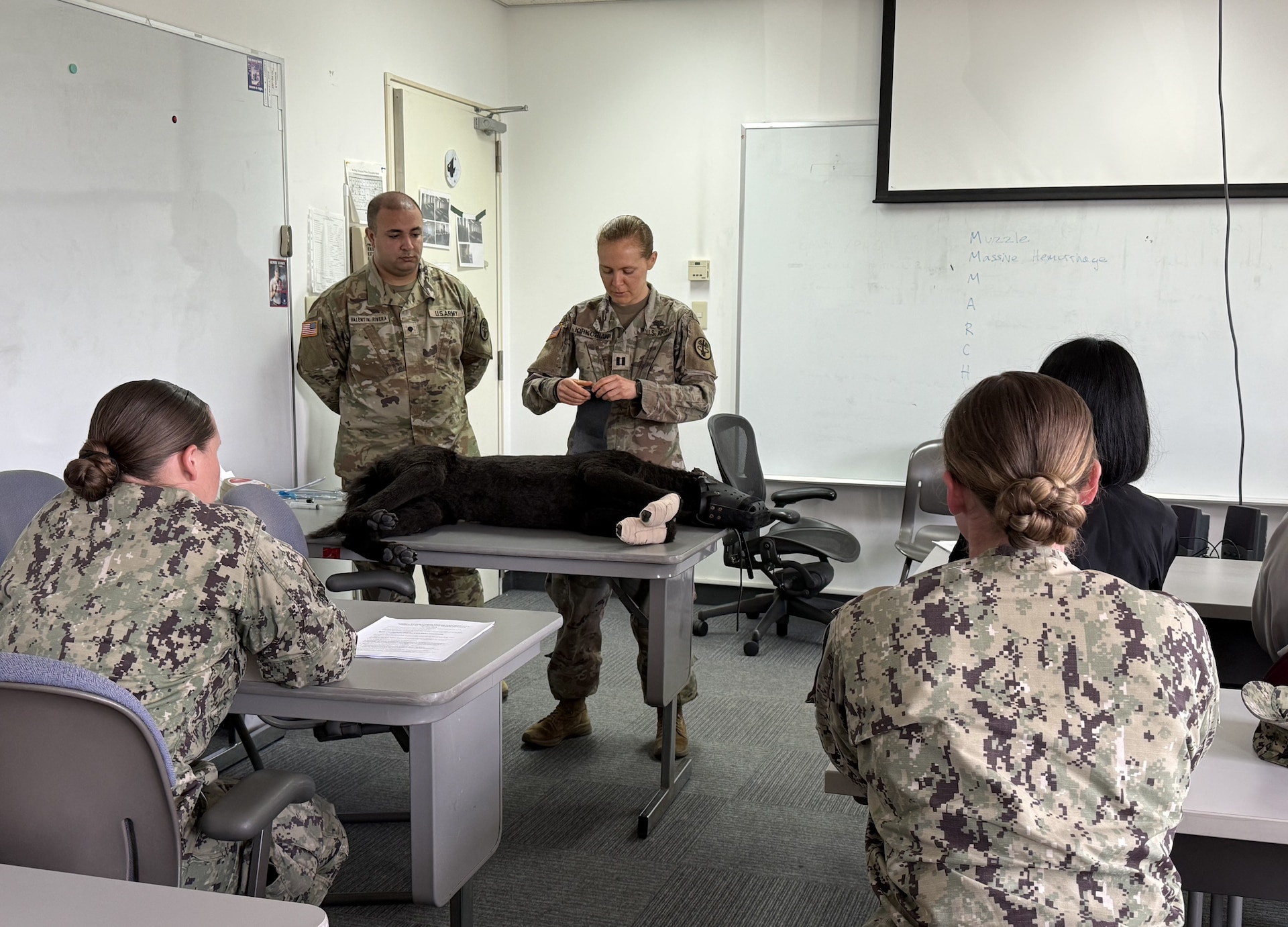 Army veterinary personnel at Camp Zama hosted a joint training event focused on tactical combat casualty care for military working dogs