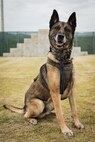 Photo by Cpl. Sarah Grawcock