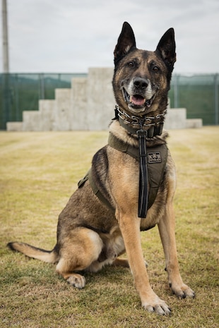 Photo by Cpl. Sarah Grawcock