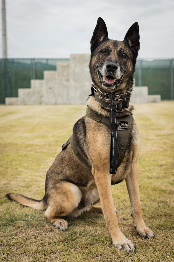 U.S. Marine Corps Military Working Dog Rambo assigned to the Provost Marshal’s Office Headquarters and Headquarters Squadron (H&HS), Marine Corps Air Station Iwakuni, poses for a photo at MCAS Iwakuni, Japan, May 20, 2026. Rambo has been at MCAS Iwakuni for over five years, conducting several anti-terrorism measures, customs sweeps and over 100 K-9 demonstrations. (U.S. Marine Corps photo by Cpl. Sarah Grawcock)