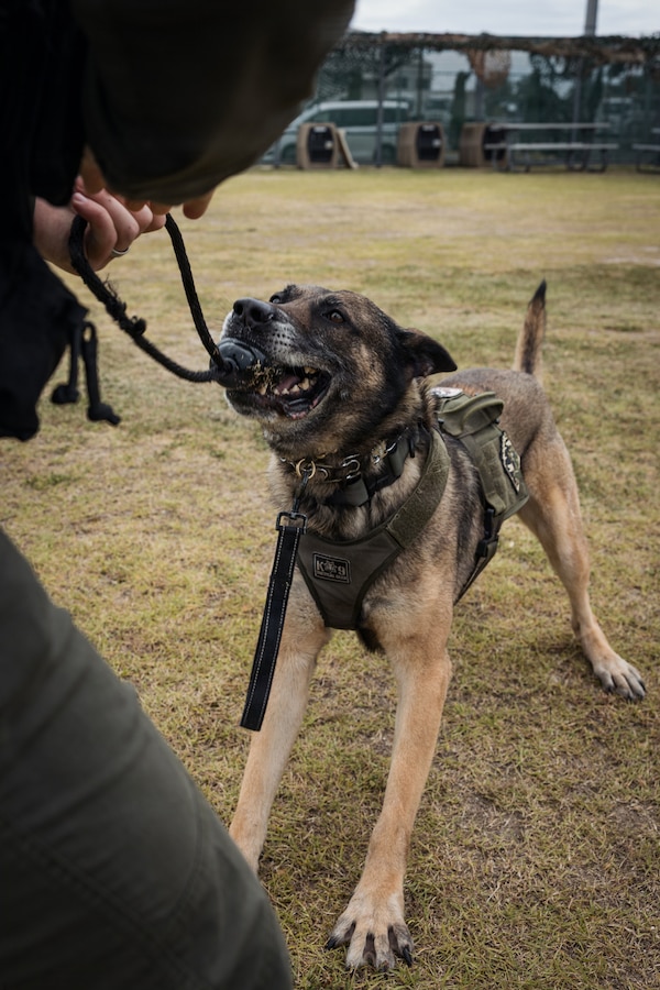 U.S. Marine Corps Military Working Dog Rambo assigned to the Provost Marshal’s Office Headquarters and Headquarters Squadron (H&HS), Marine Corps Air Station Iwakuni, plays with a toy after posing for a photo at MCAS Iwakuni, Japan, May 20, 2026. Rambo has been at MCAS Iwakuni for over five years, conducting several anti-terrorism measures, customs sweeps and over 100 K-9 demonstrations. (U.S. Marine Corps photo by Cpl. Sarah Grawcock)