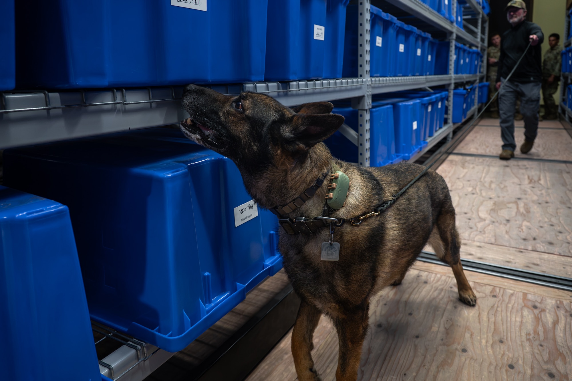 An explosive detection dog looks for explosives.