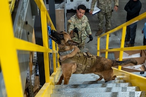 A military working dog handler does explosive detection training with his explosive detection dog.