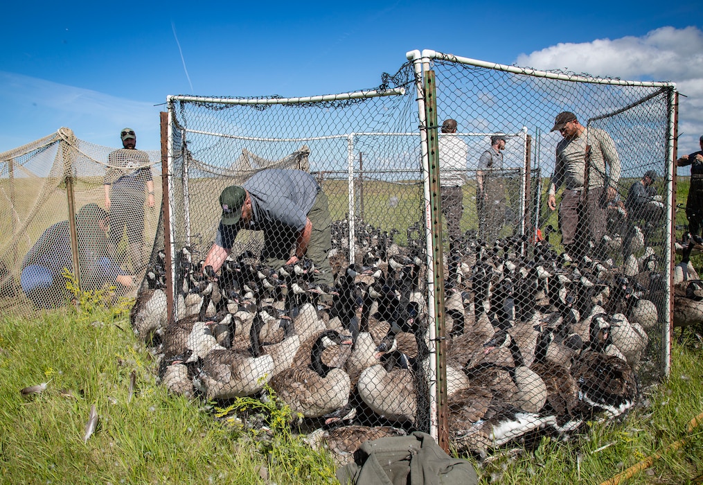 A photo of geese banding operations.