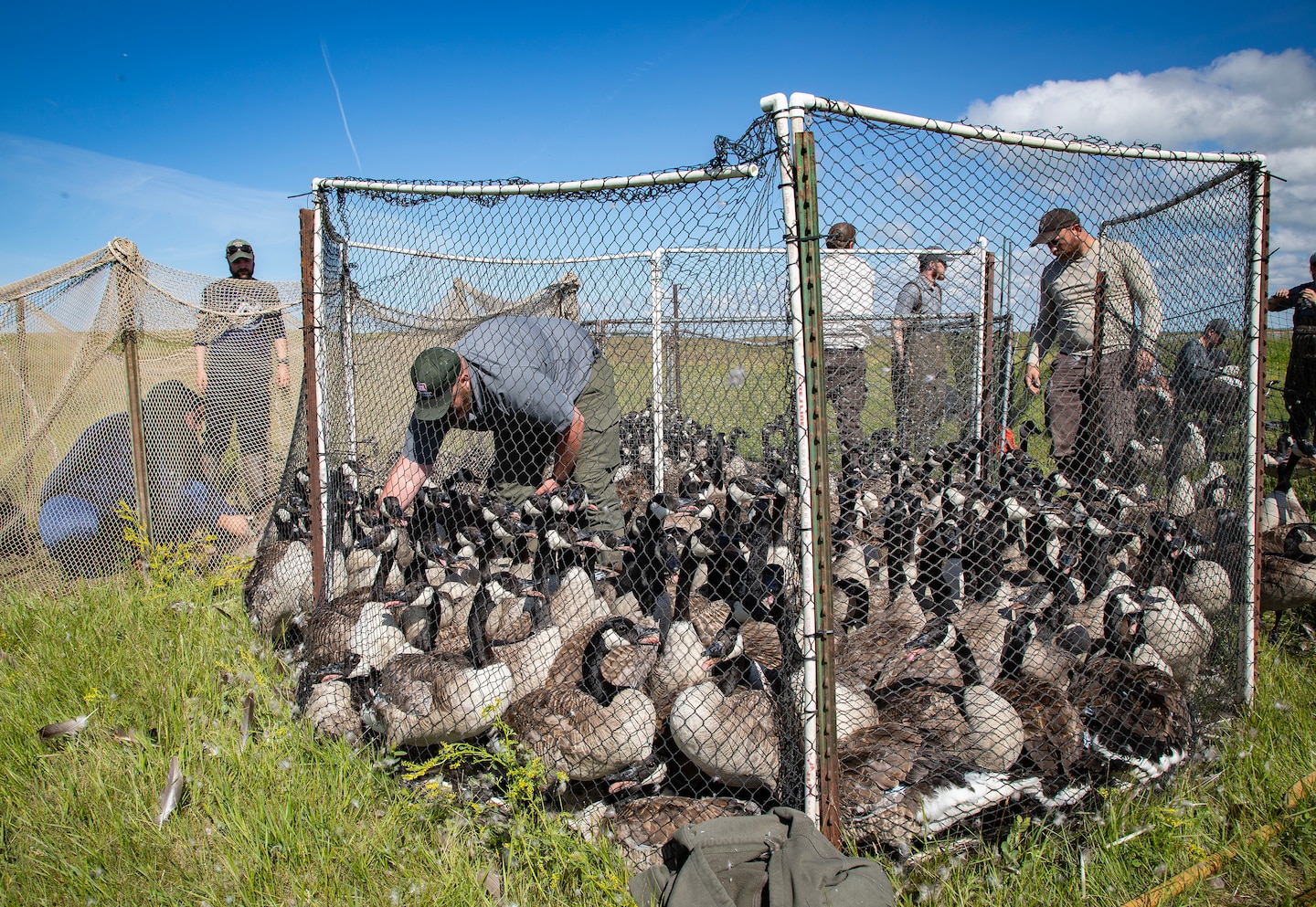 A photo of geese banding operations.