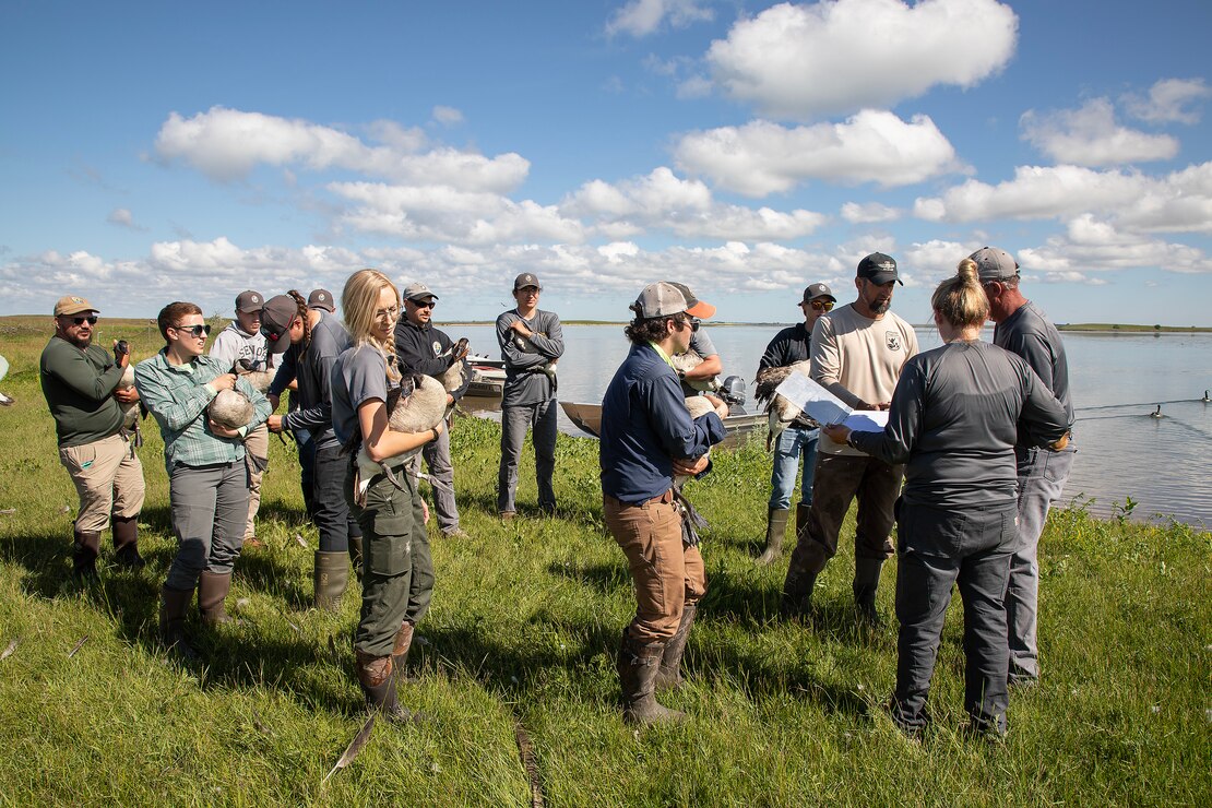 A photo of geese banding operations.