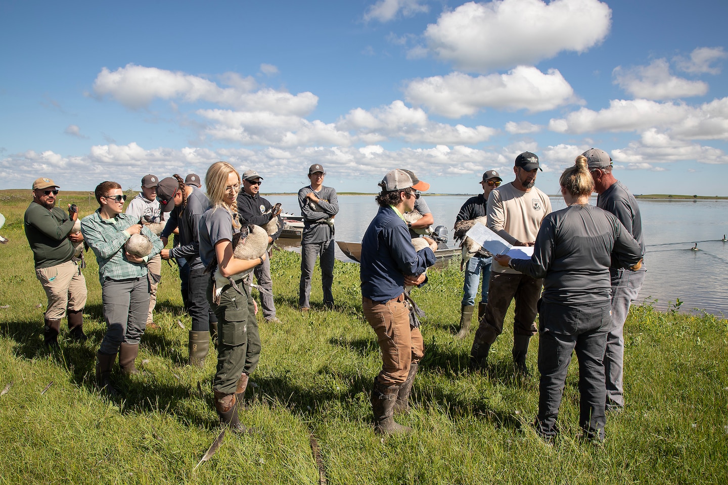 A photo of geese banding operations.