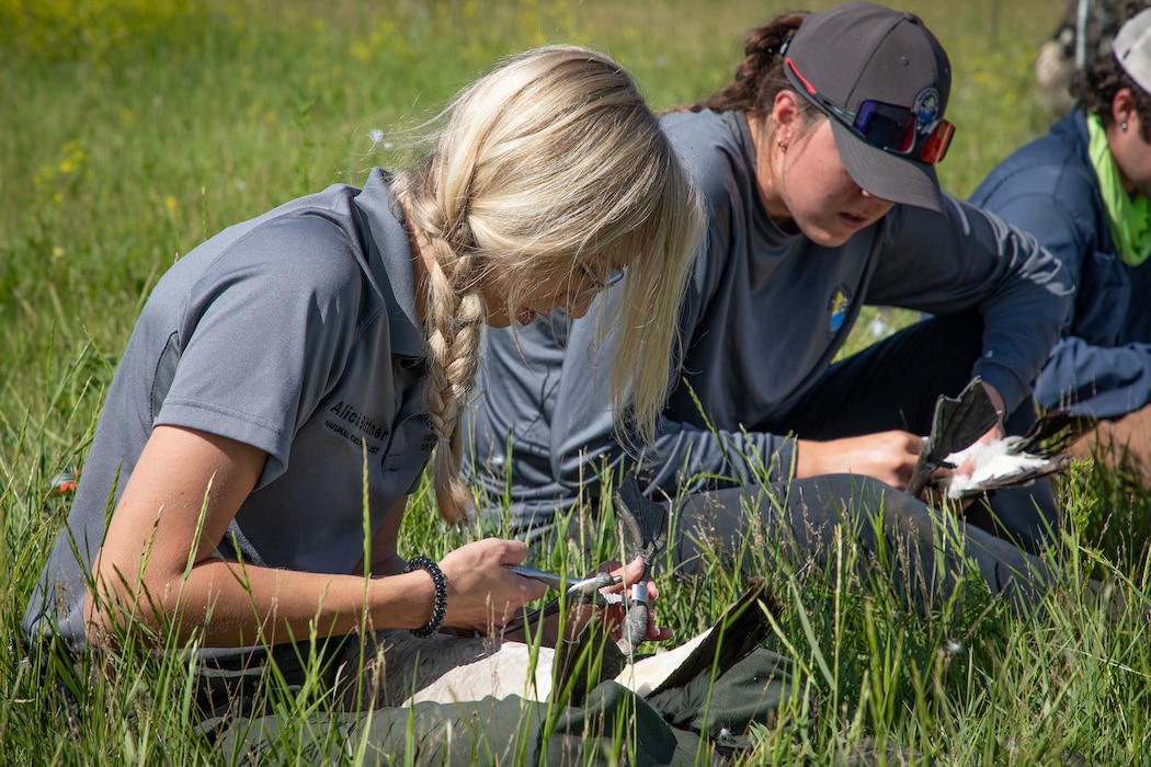 A photo of geese banding operations.