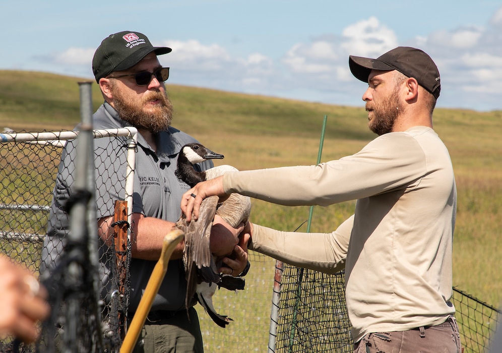 A photo of geese banding operations.