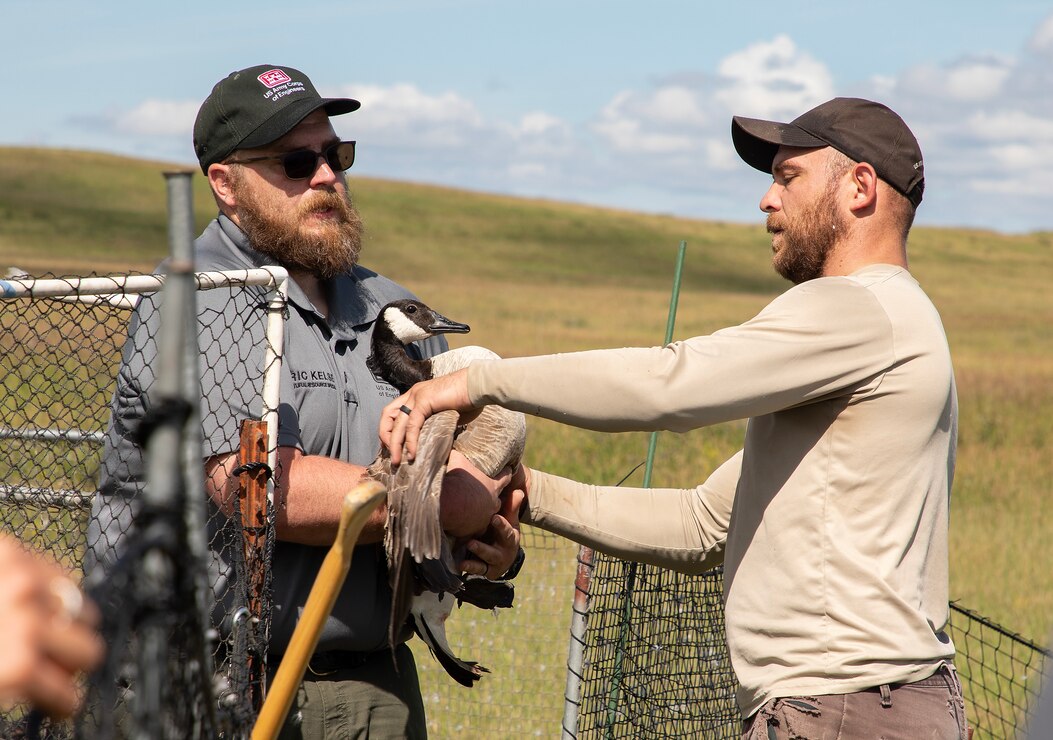 A photo of geese banding operations.