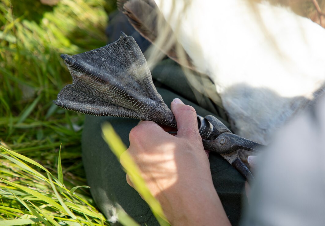 A photo of geese banding operations.