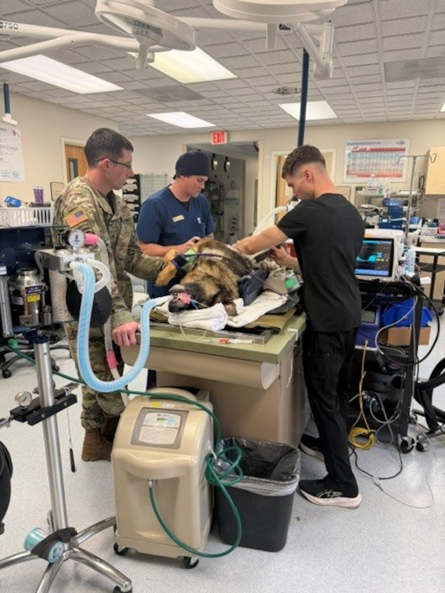 Army veterinary personnel at Joint Base Lewis-McChord carried out a complex emergency surgery