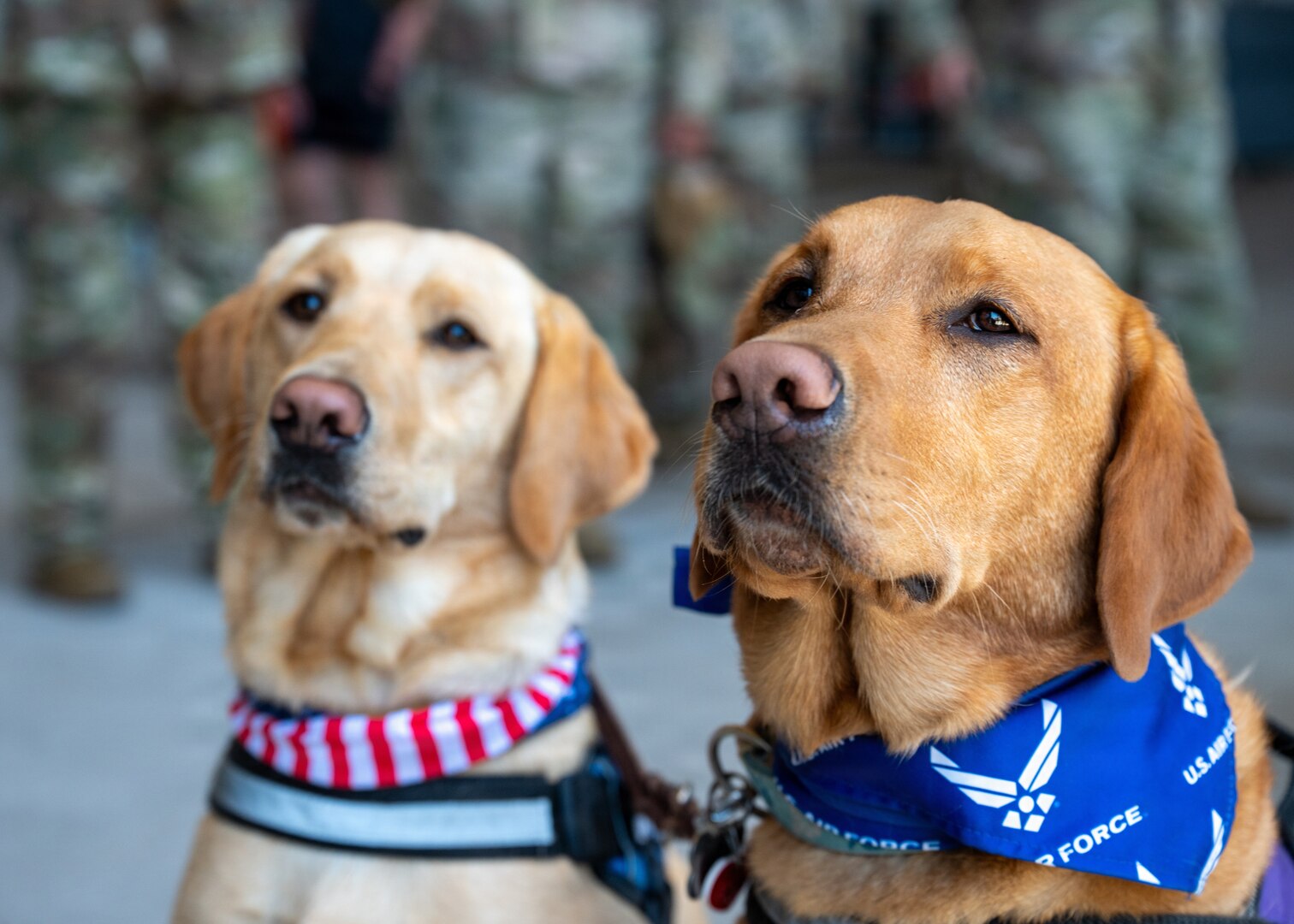 Therapy dogs wait to greet returning service members at Travis Air Force Base, Calif., July 8, 2026. Therapy dogs support morale and help create a welcoming environment for Airmen returning home from deployment. (U.S. Air Force photo by Airman Marharyta Chumakova)