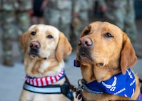 Therapy dogs wait to greet returning service members at Travis Air Force Base, Calif., July 8, 2026. Therapy dogs support morale and help create a welcoming environment for Airmen returning home from deployment. (U.S. Air Force photo by Airman Marharyta Chumakova)