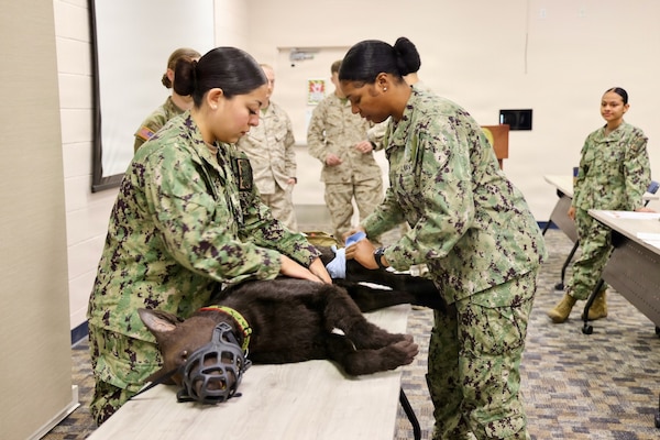 Hospitalman Brianna Ochoa (left) and Hospital Apprentice Halima Stewart participate in a Canine Tactical Combat Casualty Care training course at Navy Medicine Readiness and Training Command Twentynine Palms, May 15, 2026. Led by Army veterinary personnel, the training introduced hospital corpsmen to canine trauma assessment, hemorrhage control, airway management and other lifesaving skills used to stabilize injured military working dogs in operational environments. (U.S. Navy photo by Christopher Jones, NH/NMRTC Twentynine Palms public affairs officer)