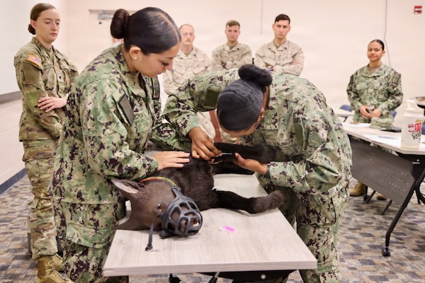 Army Spc. Amelia Knosp (left), an animal care specialist assigned to the installation veterinary clinic, provides instruction to Hospitalman Brianna Ochoa (center) and Hospital Apprentice Halima Stewart during a Canine Tactical Combat Casualty Care training course at Navy Medicine Readiness and Training Command Twentynine Palms, May 15, 2026. Led by Army veterinary personnel, the training introduced hospital corpsmen to canine trauma assessment, hemorrhage control, airway management and other lifesaving skills used to stabilize injured military working dogs in operational environments. (U.S. Navy photo by Christopher Jones, NH/NMRTC Twentynine Palms public affairs officer)