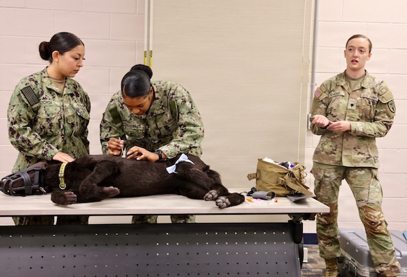 Hospitalman Brianna Ochoa (left) and Hospital Apprentice Halima Stewart (center) receive instruction from Army Spc. Amelia Knosp, an animal care specialist assigned to the installation veterinary clinic, during a Canine Tactical Combat Casualty Care training course at Navy Medicine Readiness and Training Command Twentynine Palms, May 15, 2026. Led by Army veterinary personnel, the training introduced hospital corpsmen to canine trauma assessment, hemorrhage control, airway management and other lifesaving skills used to stabilize injured military working dogs in operational environments. (U.S. Navy photo by Christopher Jones, NH/NMRTC Twentynine Palms public affairs officer)