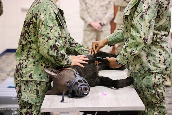 Hospital corpsmen gather to observe instruction on a canine training mannequin from Army Spc. Amelia Knosp, an animal care specialist assigned to the installation veterinary clinic, during a Canine Tactical Combat Casualty Care training course at Navy Medicine Readiness and Training Command Twentynine Palms, May 15, 2026. Led by Army veterinary personnel, the training introduced hospital corpsmen to canine trauma assessment, hemorrhage control, airway management and other lifesaving skills used to stabilize injured military working dogs in operational environments. (U.S. Navy photo by Christopher Jones, NH/NMRTC Twentynine Palms public affairs officer)