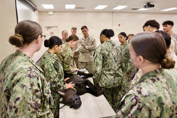 Hospital corpsmen gather to observe instruction up close from Army Spc. Amelia Knosp, an animal care specialist assigned to the installation veterinary clinic, during a Canine Tactical Combat Casualty Care training course at Navy Medicine Readiness and Training Command Twentynine Palms, May 15, 2026. Led by Army veterinary personnel, the training introduced hospital corpsmen to canine trauma assessment, hemorrhage control, airway management and other lifesaving skills used to stabilize injured military working dogs in operational environments. (U.S. Navy photo by Christopher Jones, NH/NMRTC Twentynine Palms public affairs officer)