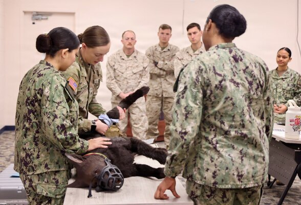 Hospitalman Brianna Ochoa (left) and Hospital Apprentice Halima Stewart (right) receive instruction from Army Spc. Amelia Knosp, an animal care specialist assigned to the installation veterinary clinic, during a Canine Tactical Combat Casualty Care training course at Navy Medicine Readiness and Training Command Twentynine Palms, May 15, 2026. Led by Army veterinary personnel, the training introduced hospital corpsmen to canine trauma assessment, hemorrhage control, airway management and other lifesaving skills used to stabilize injured military working dogs in operational environments. (U.S. Navy photo by Christopher Jones, NH/NMRTC Twentynine Palms public affairs officer)