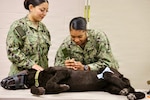 Hospitalman Brianna Ochoa (left) and Hospital Apprentice Halima Stewart participate in a Canine Tactical Combat Casualty Care training course at Navy Medicine Readiness and Training Command Twentynine Palms, May 15, 2026. Led by Army veterinary personnel, the training introduced hospital corpsmen to canine trauma assessment, hemorrhage control, airway management and other lifesaving skills used to stabilize injured military working dogs in operational environments. (U.S. Navy photo by Christopher Jones, NH/NMRTC Twentynine Palms public affairs officer