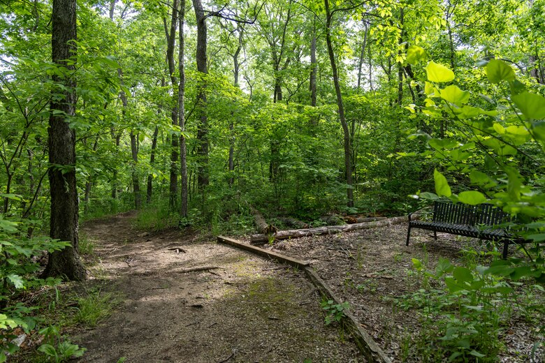Trail through forest.