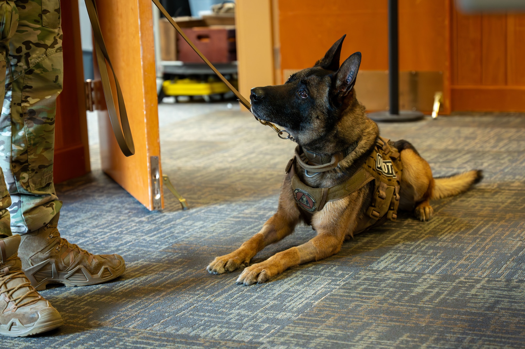 Military working dog looks up at his handler.