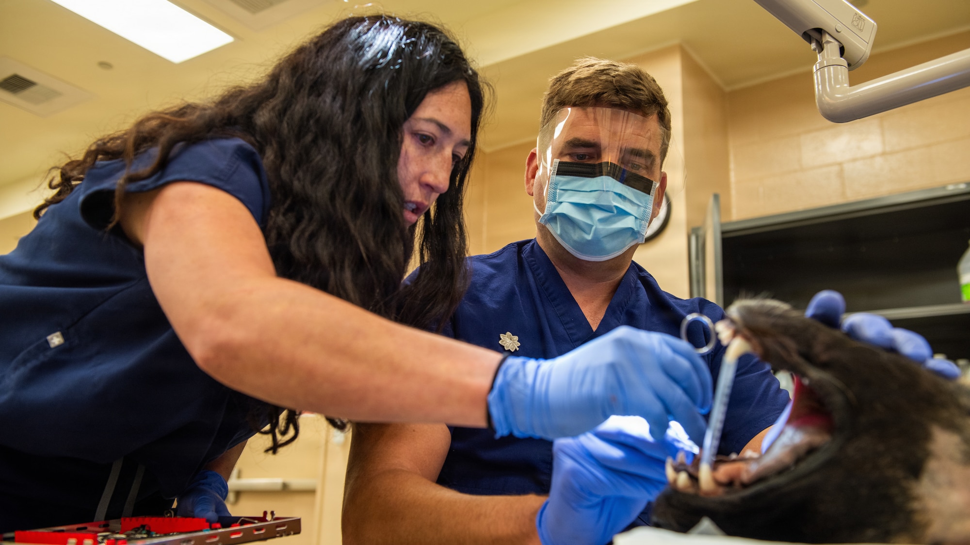 Airmen practice canine dentistry