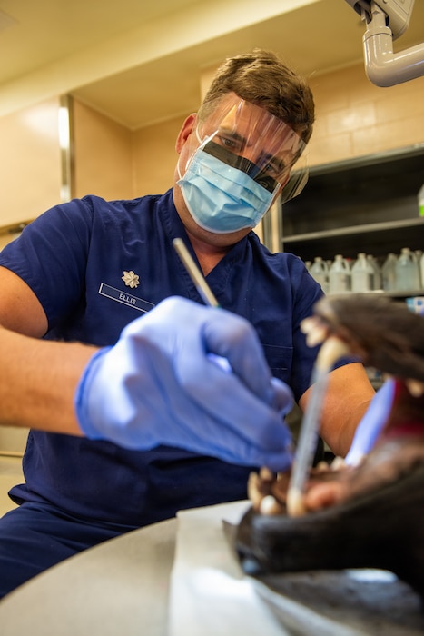 Airman practices canine dentistry
