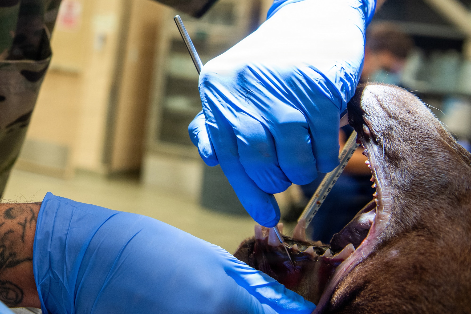 Close up of Airman's hands practicing canine dentistry
