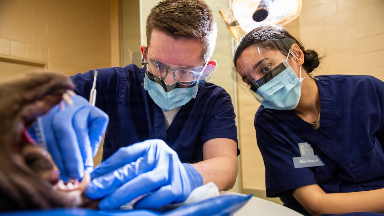 Airmen practice canine dentistry