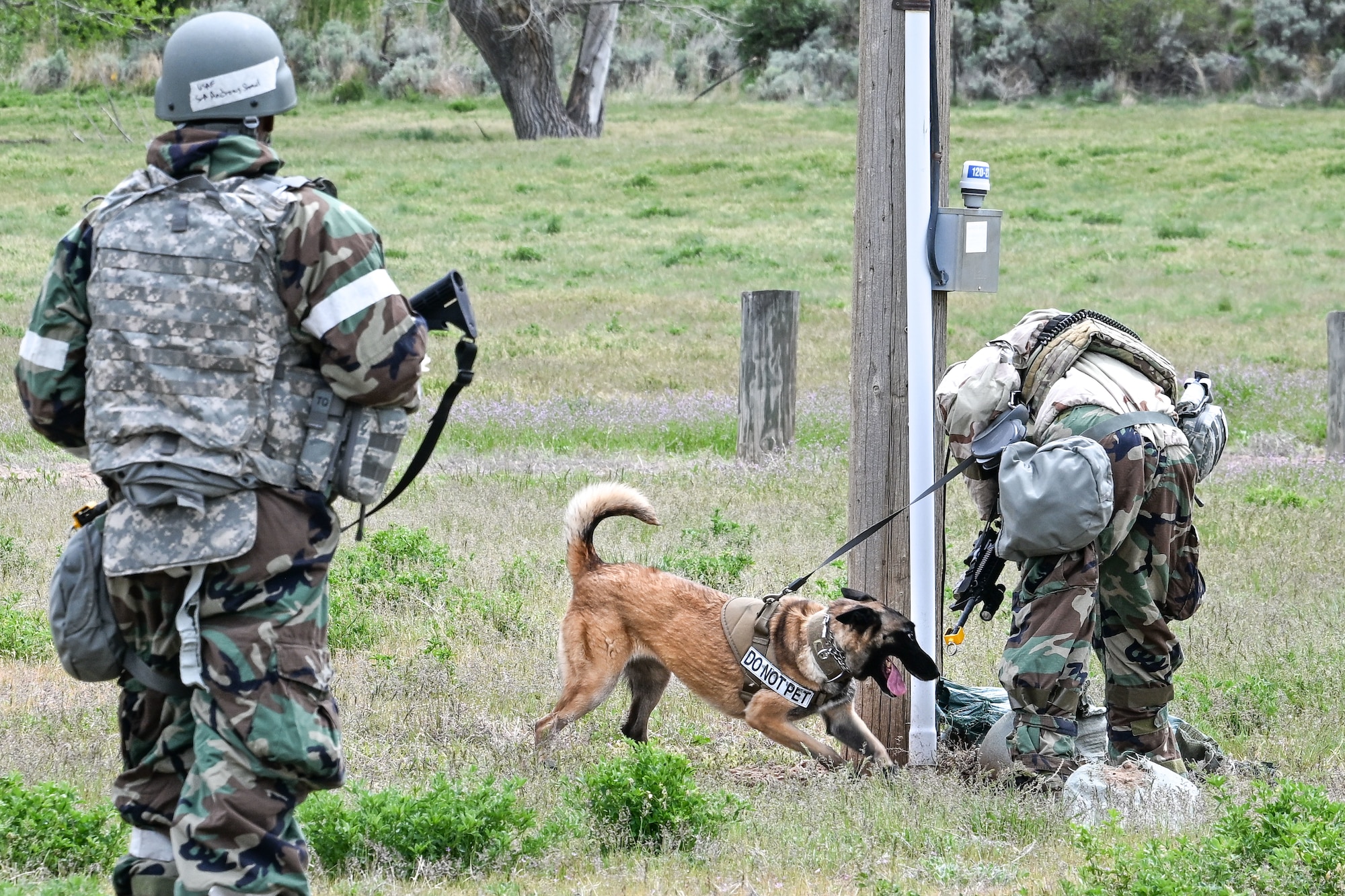 An Airman in camouflage gear directing a military working dog sniffing near a wooden post in a grassy field with another Airman standing in the foreground