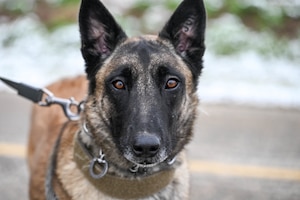 Close-up of a Belgian Malinois dog with alert ears and expressive brown eyes, wearing a collar and leash outdoors.