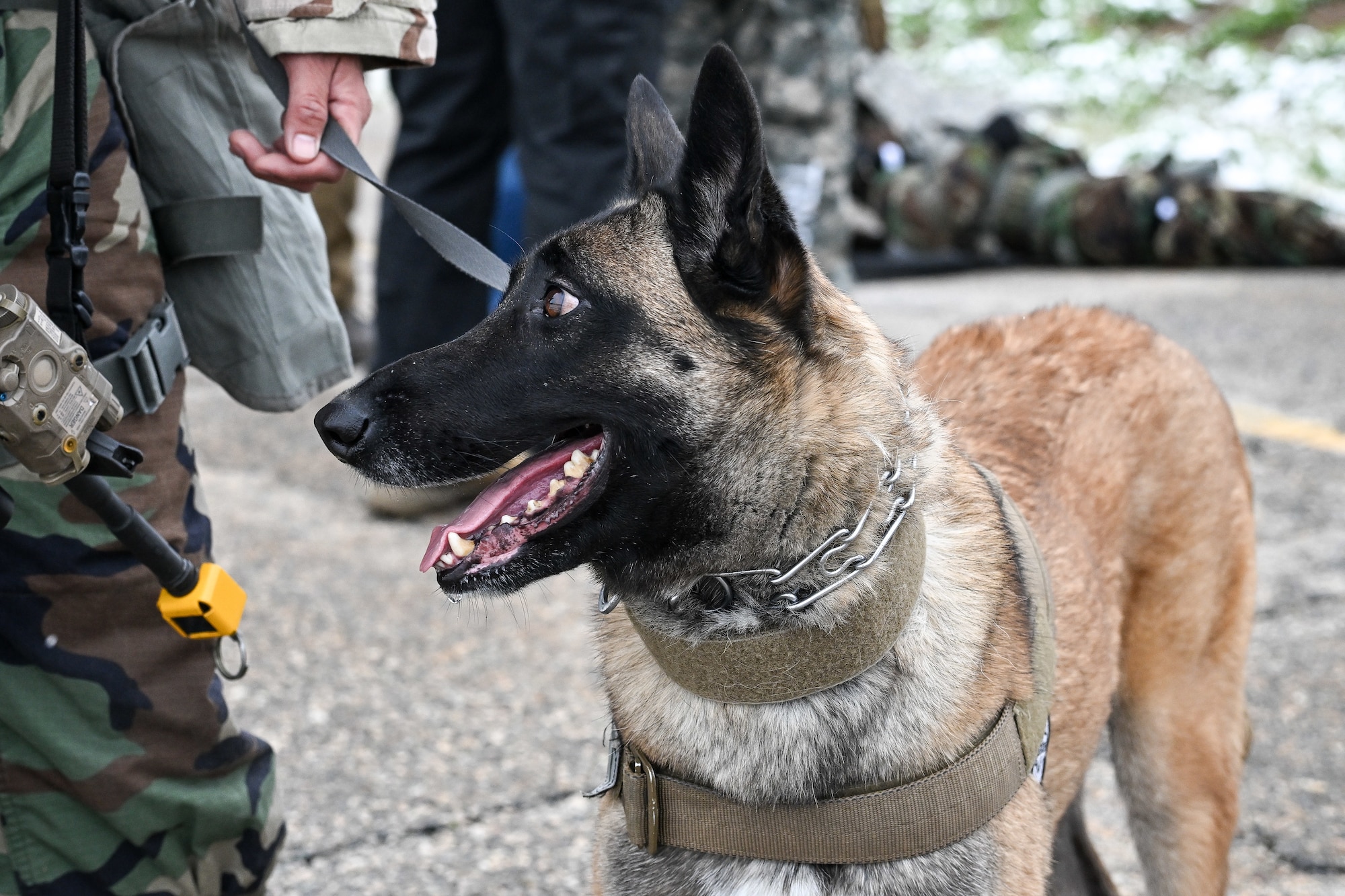 Military working dog in harness looking attentively at a soldier holding its leash during outdoor training.