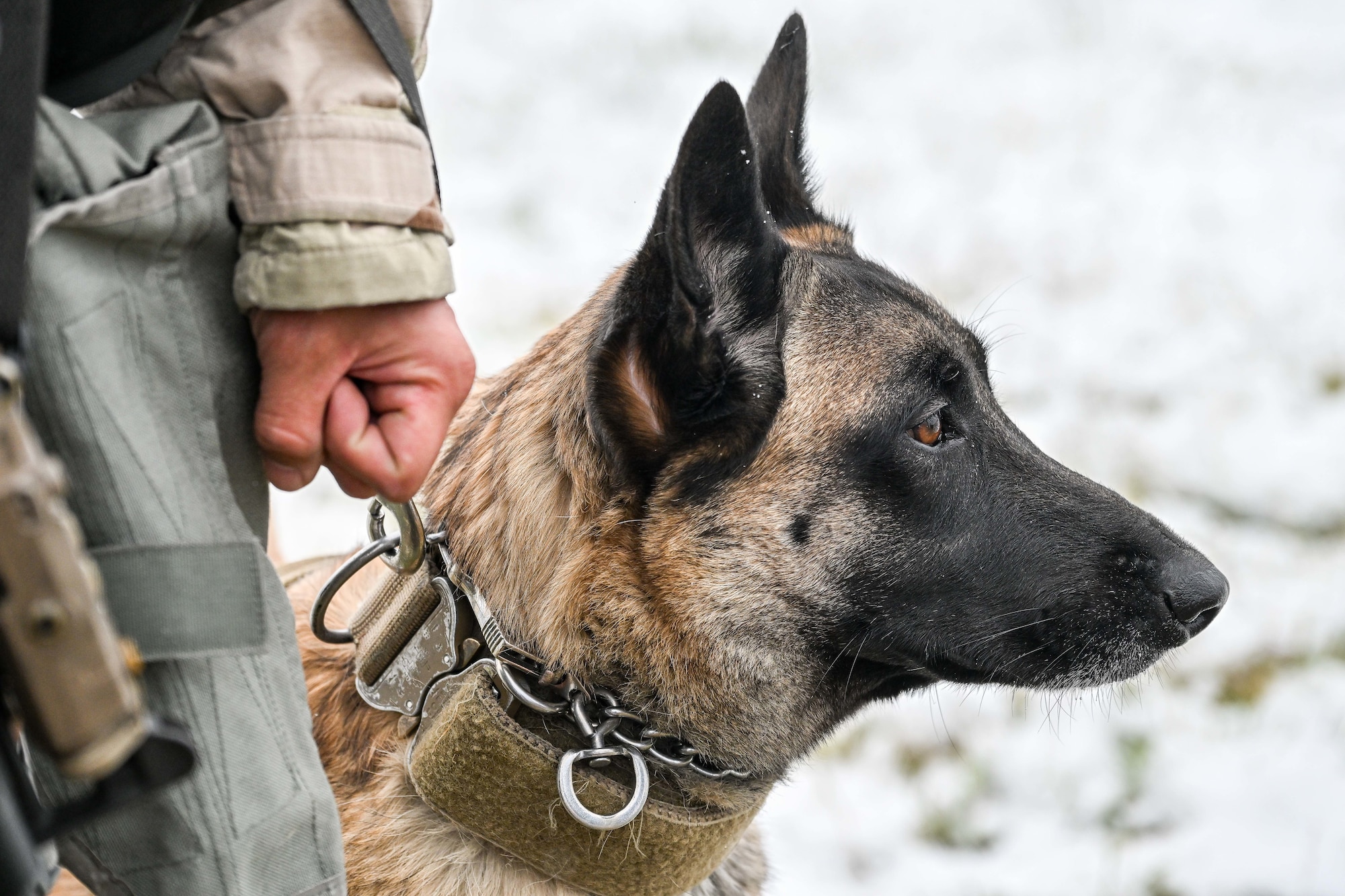 Close-up profile of a Belgian Malinois dog wearing a collar, held on a leash by a person in camo gear against a snowy background