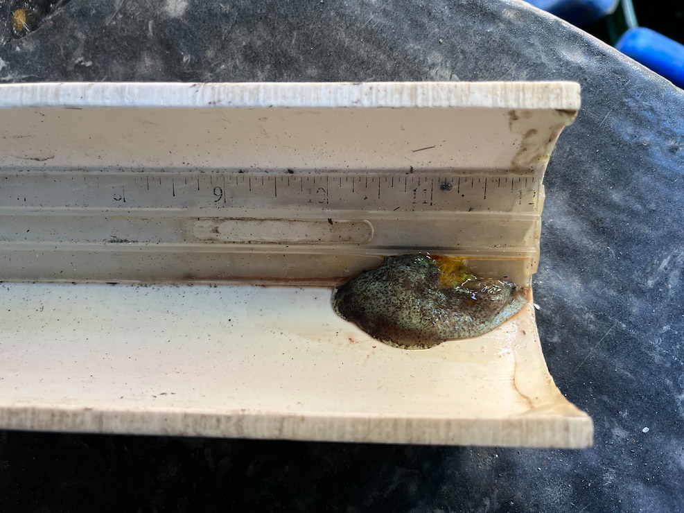 Tissue sample is measured