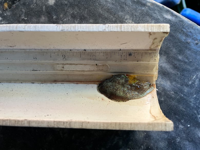 Tissue sample is measured