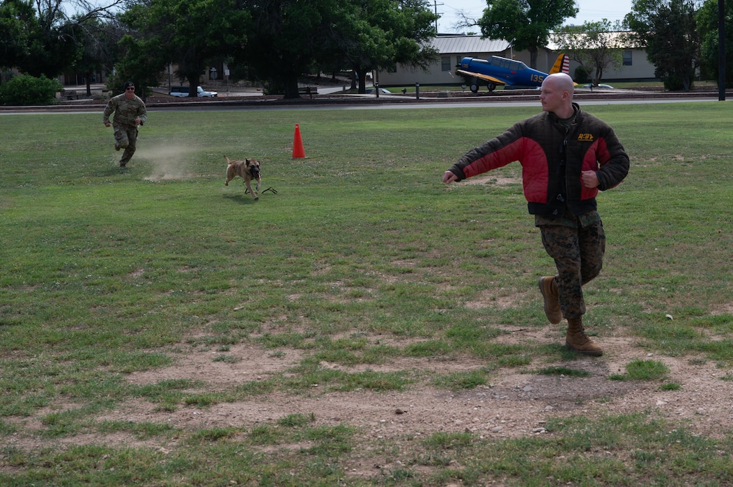 U.S. Air Force Tech. Sgt. Alan Muhle, 17th Security Forces military working dog handler, and Rico, military working dog, chase a student in a bite suit during an MWD demonstration at Goodfellow Air Force Base Texas, May 13, 2026. Rico is the newest MWD to join the 17th SFS team. (U.S. Air Force photo by Senior Airman Brian Lummus)