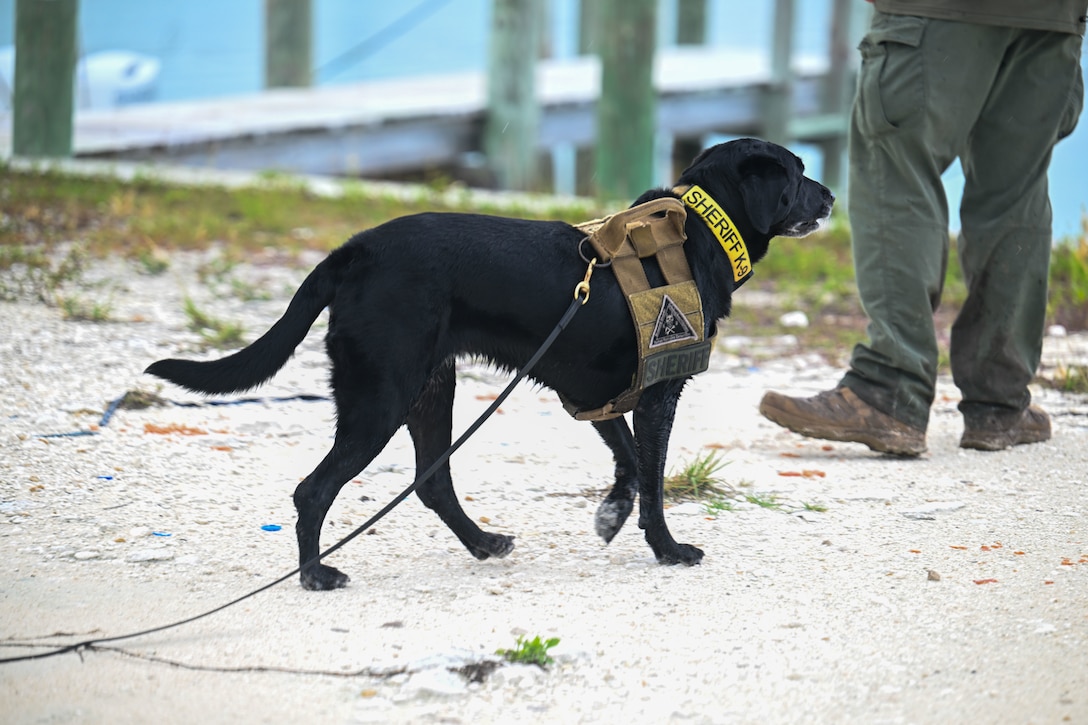K-9 Maggie from Broward County Sheriff’s Office searches for a missing person during a CGIS investigation in the Bahamas, Jun. 3, 2026. Search operations employed a range of specialized capabilities, including divers, remotely operated underwater vehicles, unmanned aerial systems, and a cadaver dog to thoroughly examine newly identified areas of interest. (U.S. Coast Guard photo by Petty Officer 1st Class Riley Perkofski)