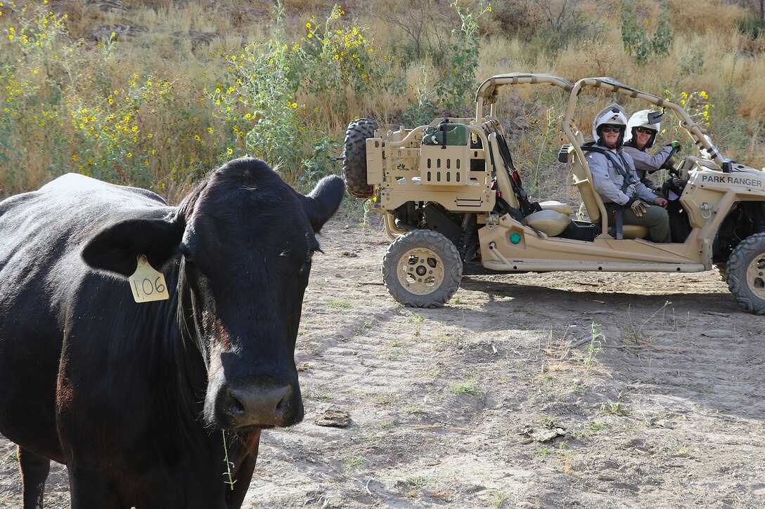U.S. Army Corps of Engineers park rangers observe an encroaching cow during an environmental inspection of the Whitlow Range Dam May 13 near Queen Valley, Arizona. Although the cow, labeled 106, seemed content with the photographer, she wasn’t particularly fond of the park rangers. The dam area is controlled by the U.S. Army Corps of Engineers and is not authorized for private grazing. It is also a potential safety hazard for the herds grazing upstream during sudden rain.