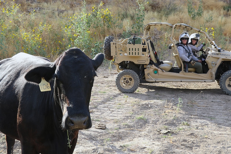 U.S. Army Corps of Engineers park rangers observe an encroaching cow during an environmental inspection of the Whitlow Range Dam May 13 near Queen Valley, Arizona. Although the cow, labeled 106, seemed content with the photographer, she wasn’t particularly fond of the park rangers. The dam area is controlled by the U.S. Army Corps of Engineers and is not authorized for private grazing. It is also a potential safety hazard for the herds grazing upstream during sudden rain.