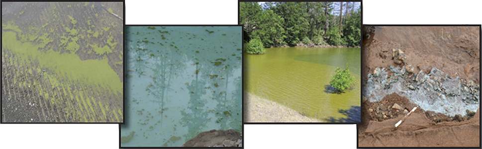 A collage of cyanobacteria formed on the tops of calm bodies of water.