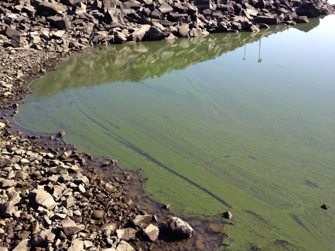 Oblique view of a rocky shoreline at Fern Ridge Reservoir where shallow water near a boat ramp is coated with green cyanobacteria, creating a thick mat along the edge of the clear, still reservoir.