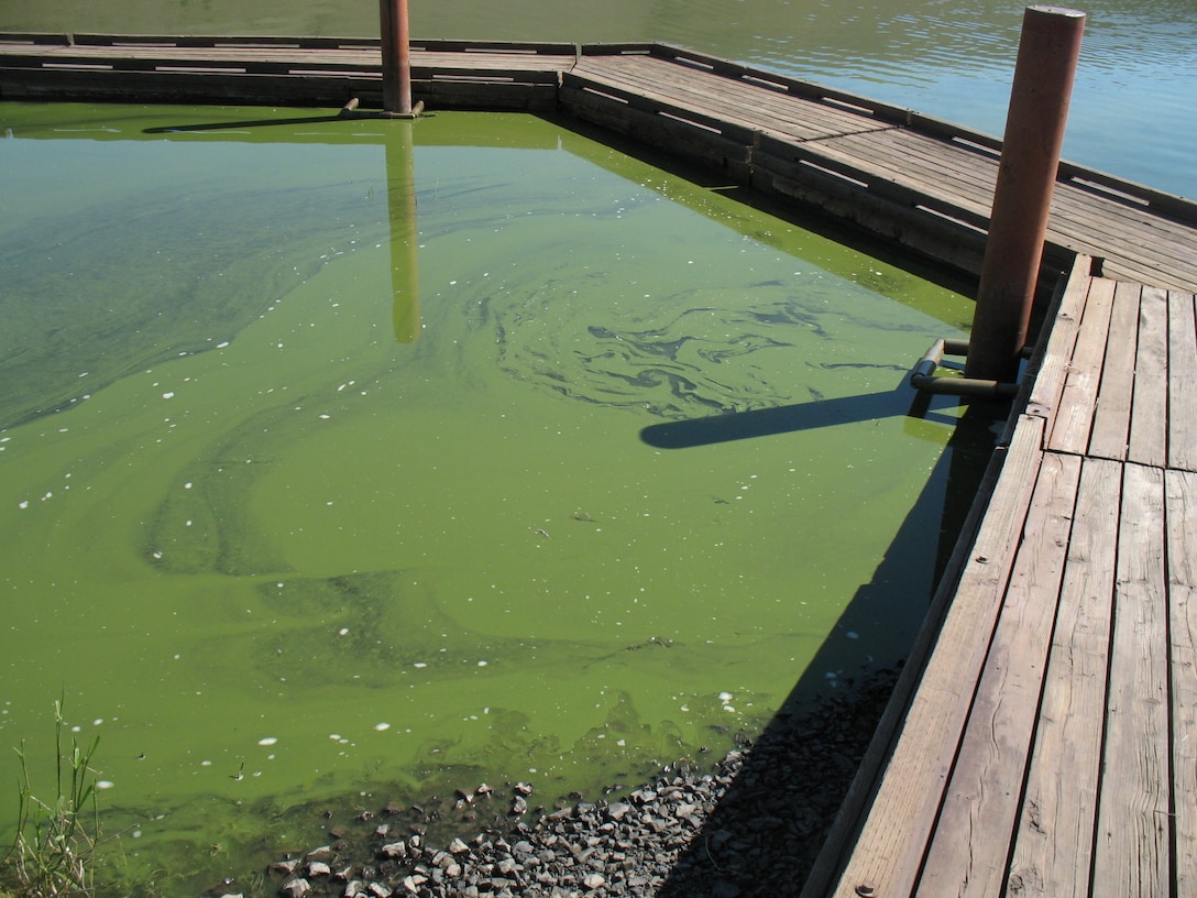 View of a wooden dock at Willow Creek Reservoir with bright green cyanobacteria covering the still water in the enclosed area.