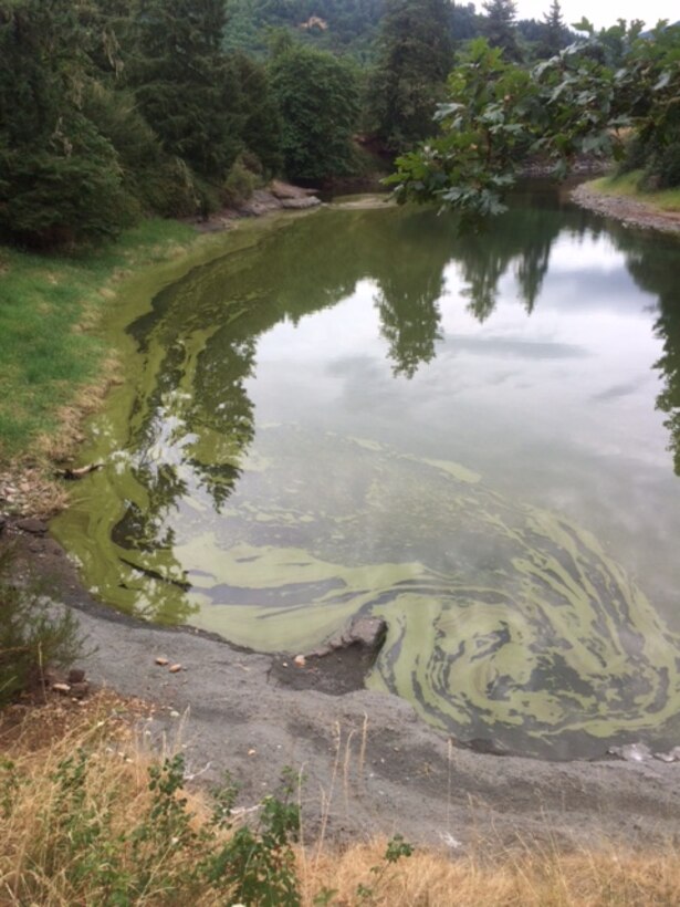 Curving inlet of Dorena Reservoir near Bake Stewart showing calm water with green cyanobacteria mats and streaks along the shoreline, bordered by grassy banks and conifer trees.