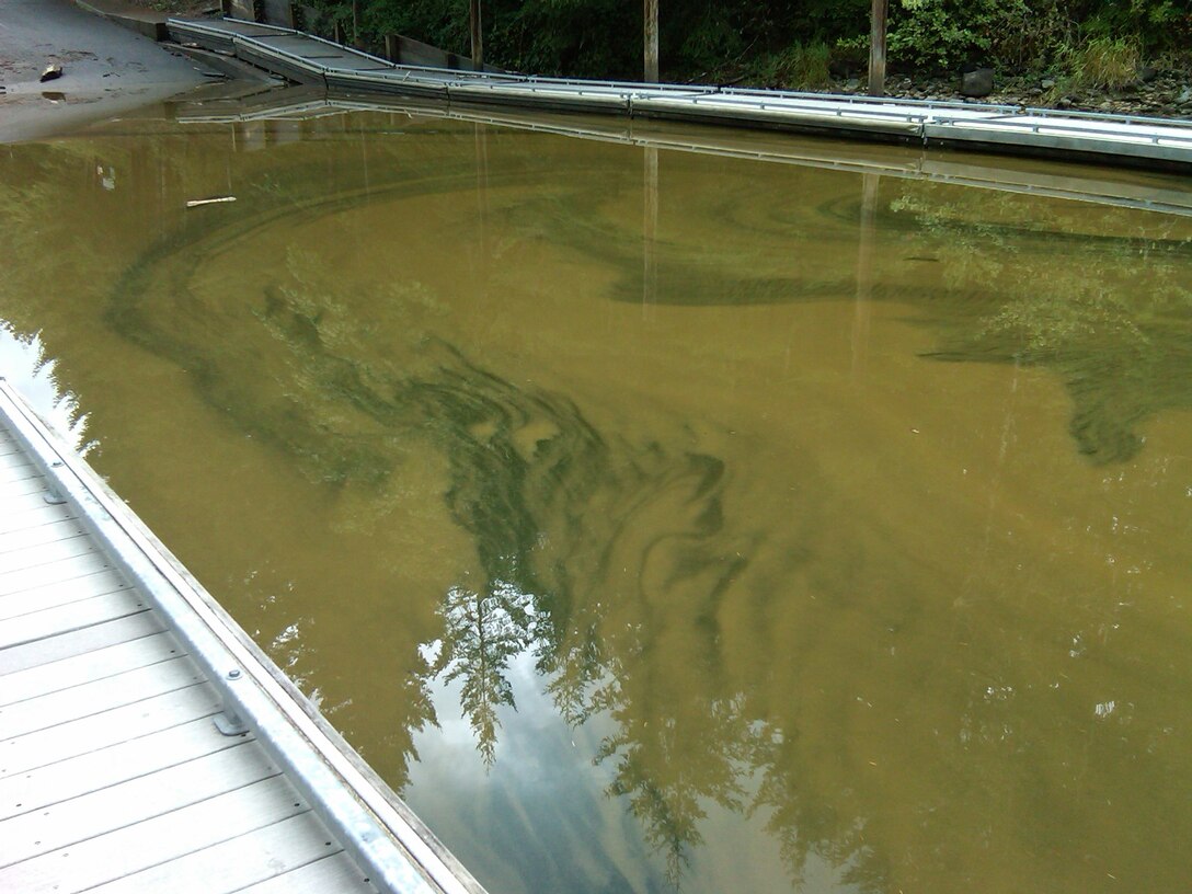 View along a metal dock and boat ramp at the Sunnyside recreation area on Foster Reservoir, showing calm brownish water with faint green cyanobacteria streaks and nearby forest reflected on the surface.